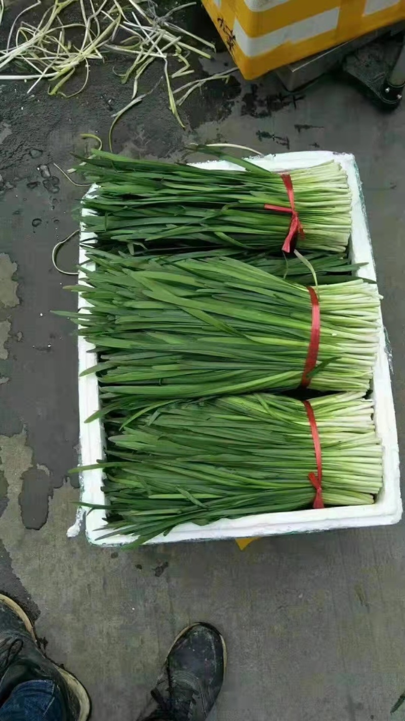 精品韭菜，产地直发，诚信代办，物美价廉。