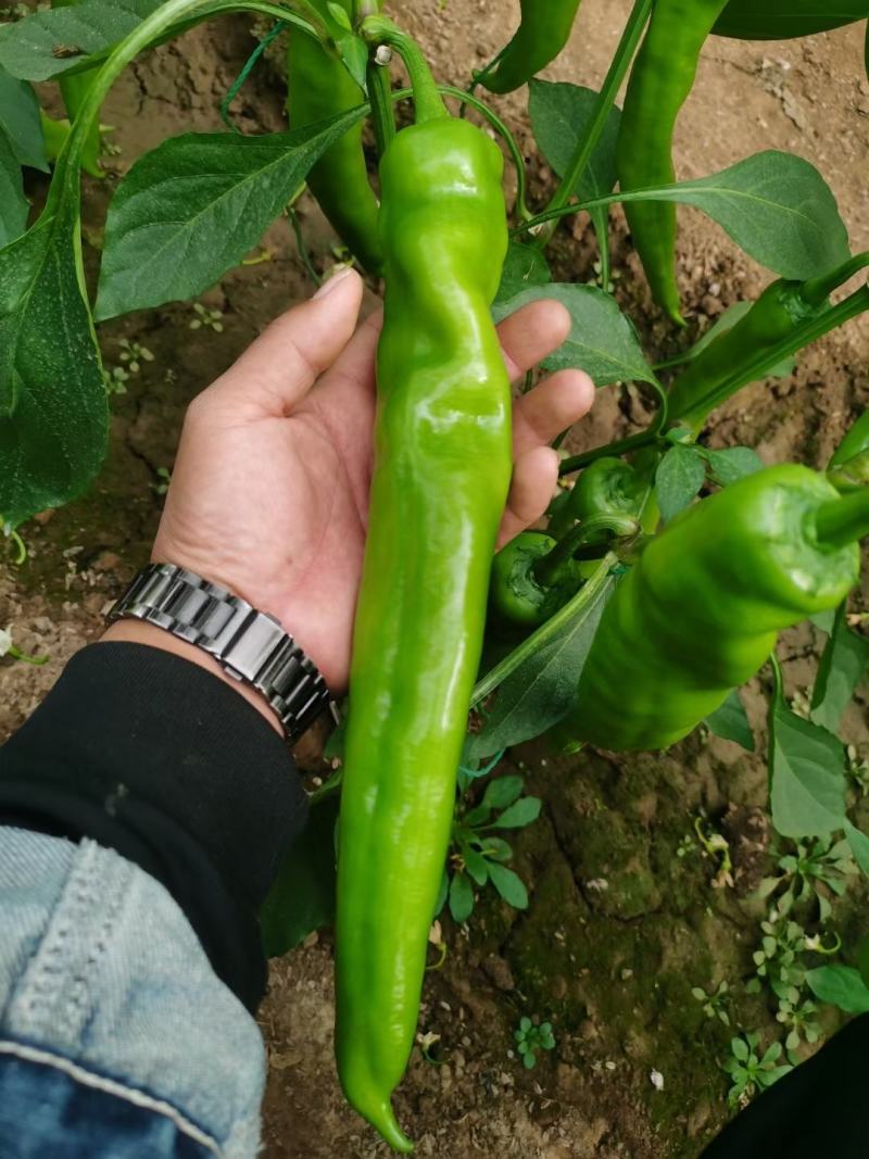 中辣黄绿皮大果尖椒苗耐热耐寒羊角椒苗壮实易成活