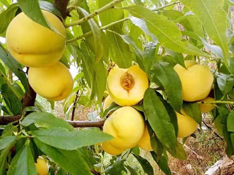 【超实惠】桃树新品种特大黄金蜜桃锦绣黄桃假一赔万包成活