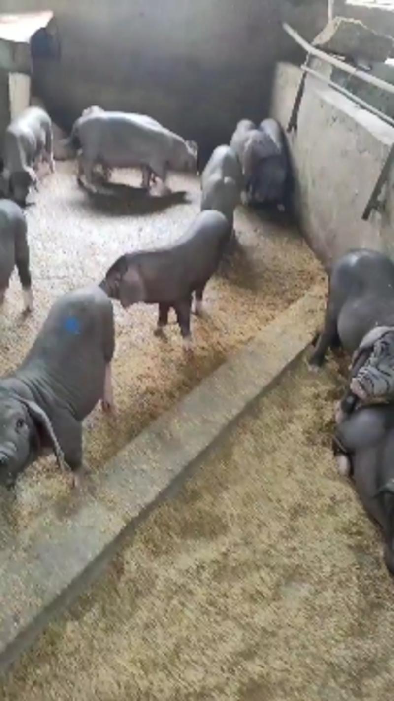 【养猪场】常年供应原种太湖母猪抗病强产仔率高可视频选货