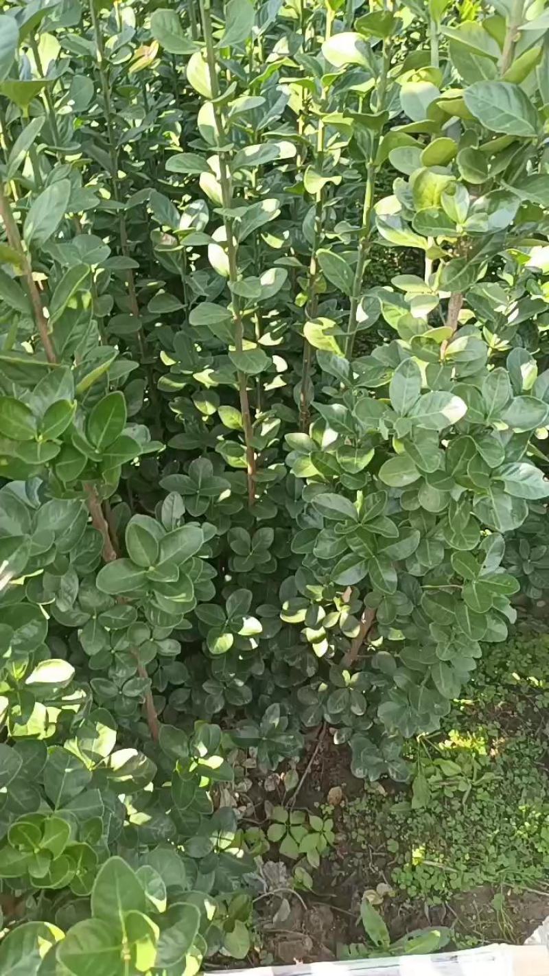 优质北海卫矛大量供应专注栽培20年，样像好，成活高，原产