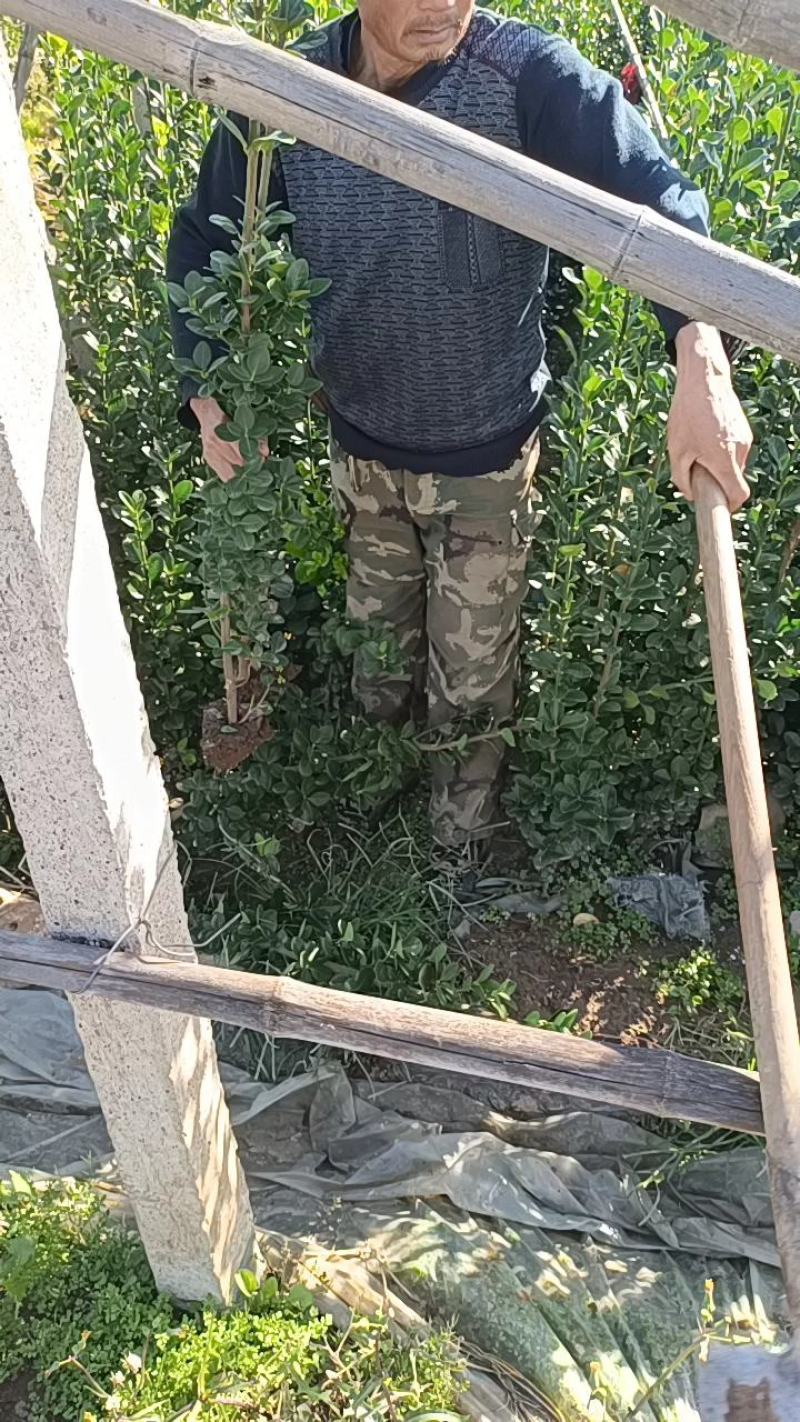 优质北海卫矛大量供应专注栽培20年，样像好，成活高，原产