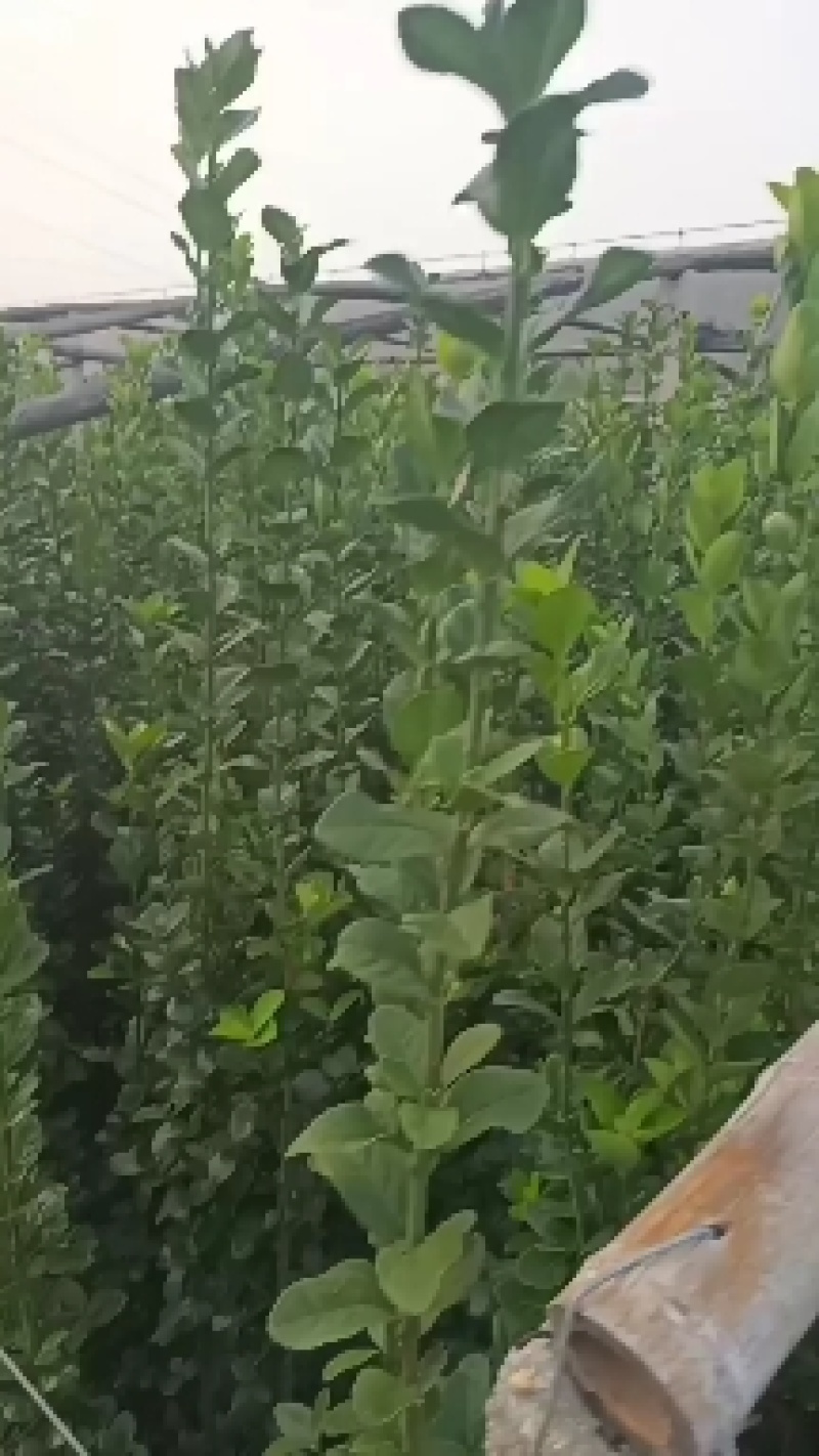 优质北海卫矛大量供应专注栽培20年，样像好，成活高，原产