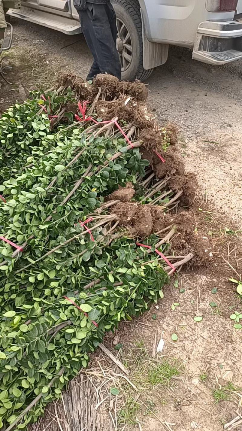 优质北海卫矛大量供应专注栽培20年，样像好，成活高，原产