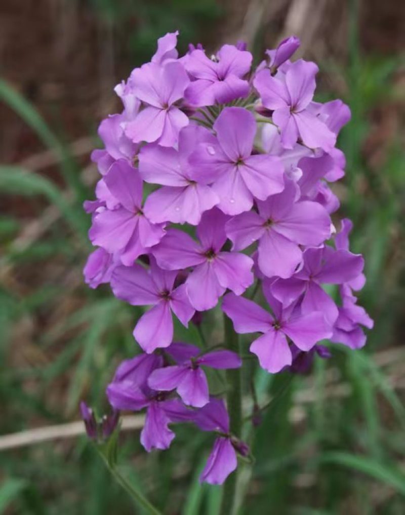 蓝香芥种子四季易种新种子发芽率高道路阳台庭院花海