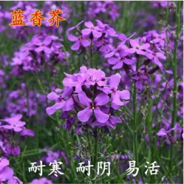 蓝香芥种子四季易种新种子发芽率高道路阳台庭院花海