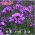 蓝香芥种子四季易种新种子发芽率高道路阳台庭院花海