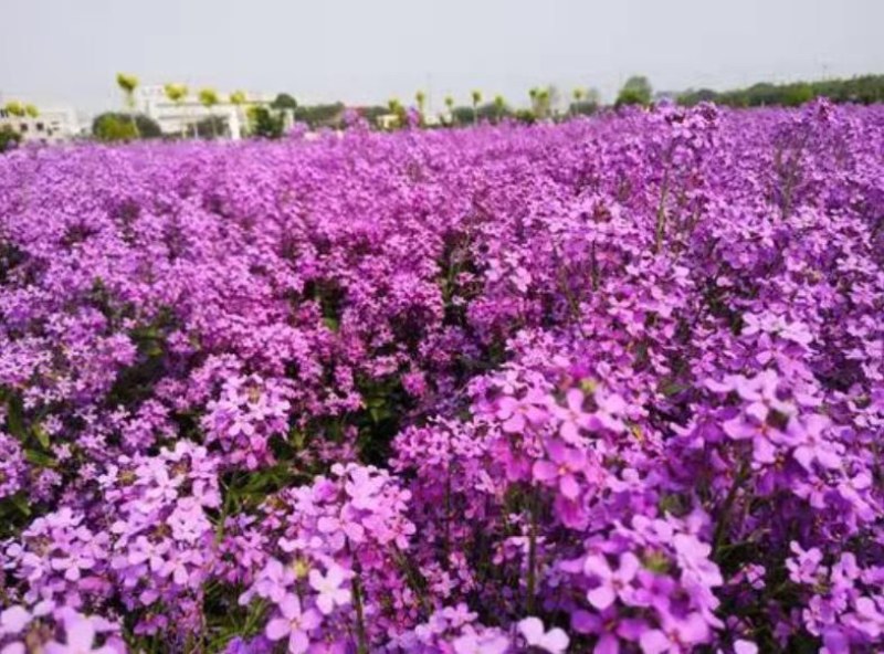 蓝香芥种子四季易种新种子发芽率高道路阳台庭院花海