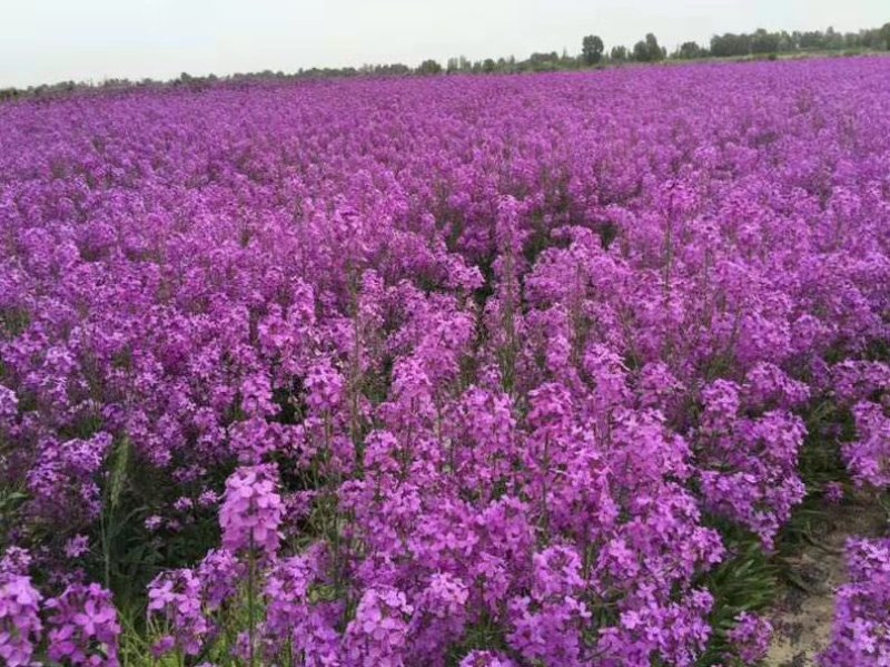 蓝香芥种子四季易种新种子发芽率高道路阳台庭院花海