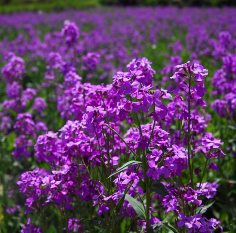 蓝香芥种子四季易种新种子发芽率高道路阳台庭院花海