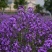 蓝香芥种子四季易种新种子发芽率高道路阳台庭院花海