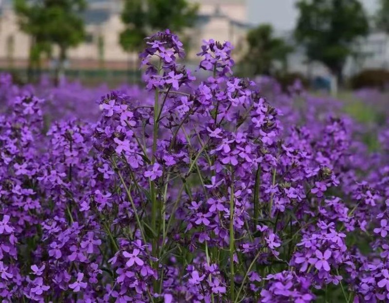 蓝香芥种子四季易种新种子发芽率高道路阳台庭院花海
