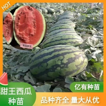 甜王大型西瓜苗花皮高产大西瓜苗甜度高嫁接直播苗供应
