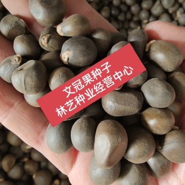 文冠果种子园林绿化花卉用种林木果树多年生观赏树木种子