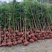 南方红豆杉2~4cm4cm以下1.5~2米产地直发