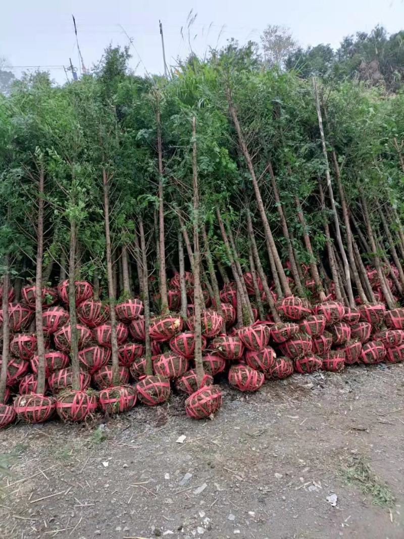 南方红豆杉2~4cm4cm以下1.5~2米产地直发