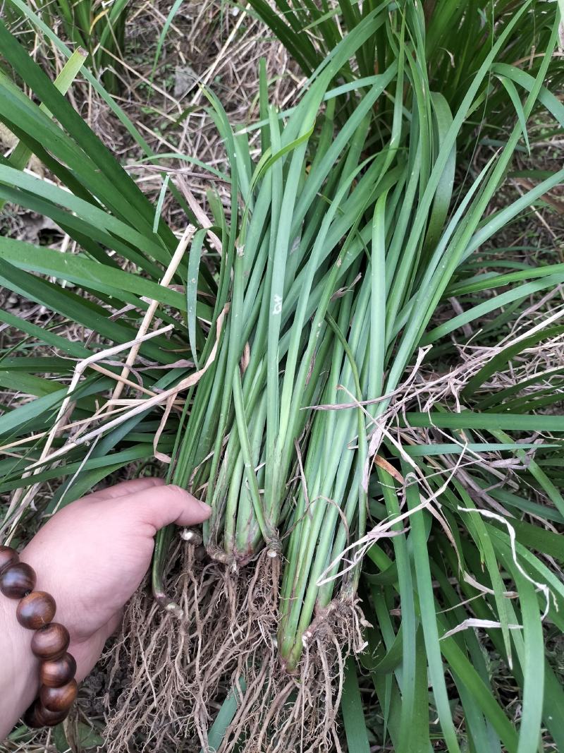家种耐旱石菖蒲，带技术种植，成活率高，生长速度快。