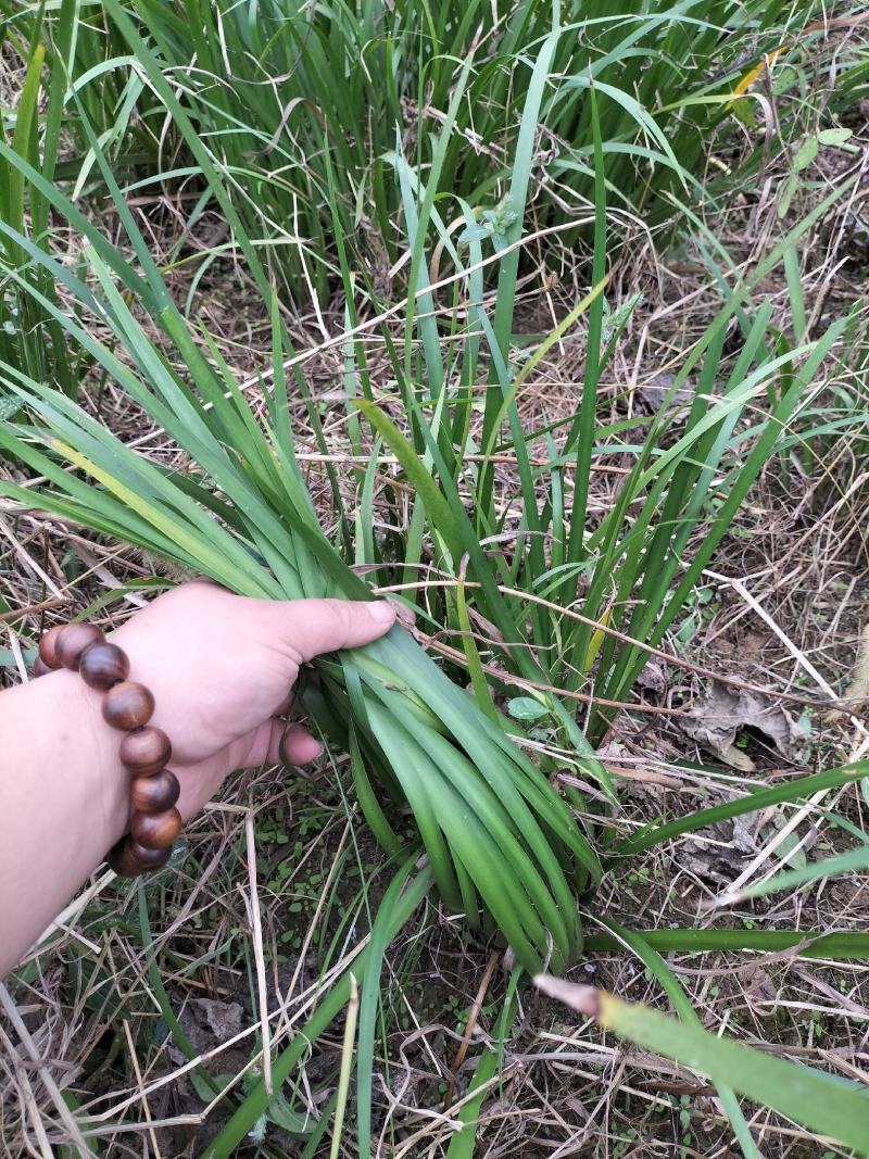 家种耐旱石菖蒲，带技术种植，成活率高，生长速度快。