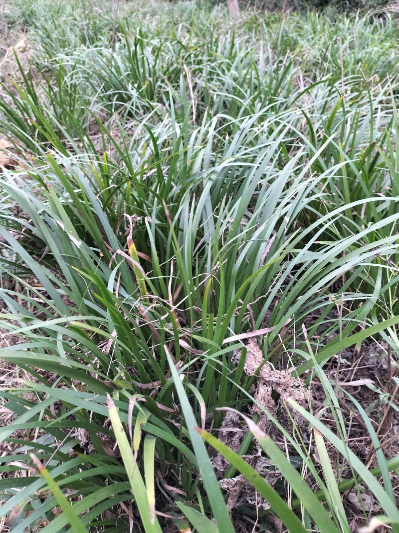 家种耐旱石菖蒲，带技术种植，成活率高，生长速度快。
