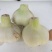 精品蔬菜大蒜种子品种纯正包成活量大优惠全国发货