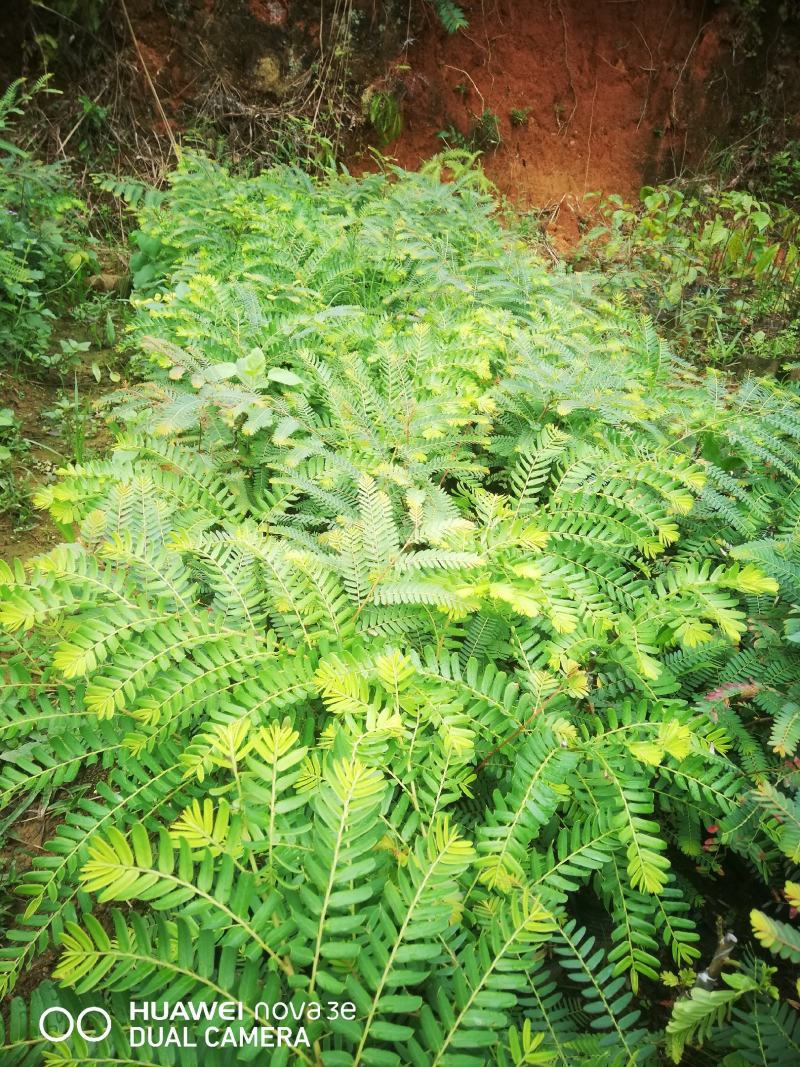 余甘果苗