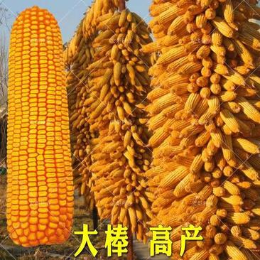 【强烈推荐】精品铁杆金大棒9999玉米种子超高产抗倒伏