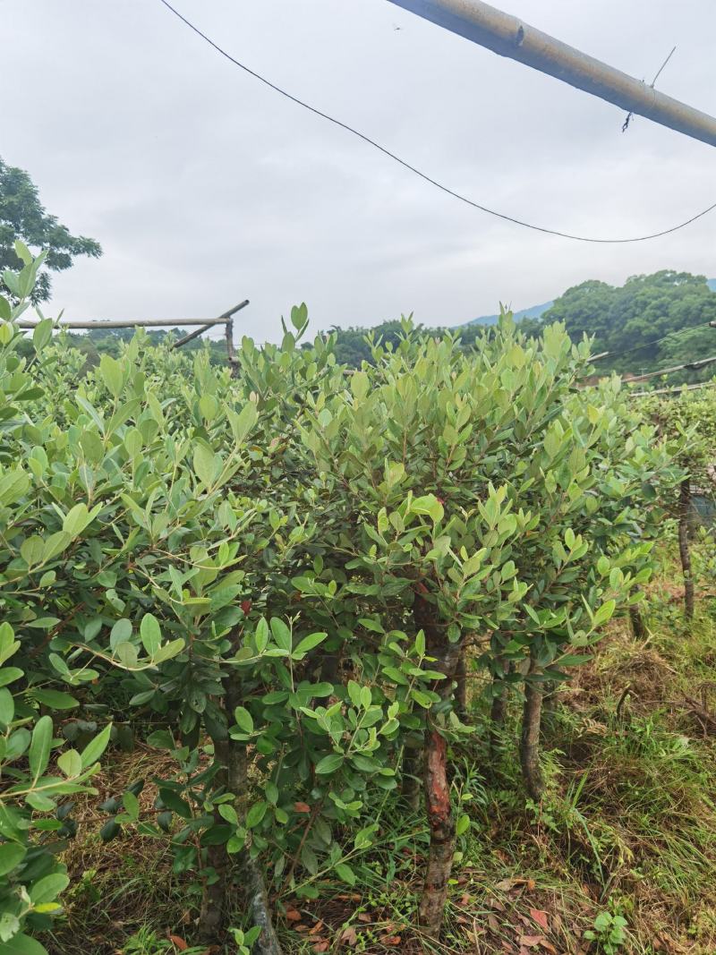 三公分桃金娘苗