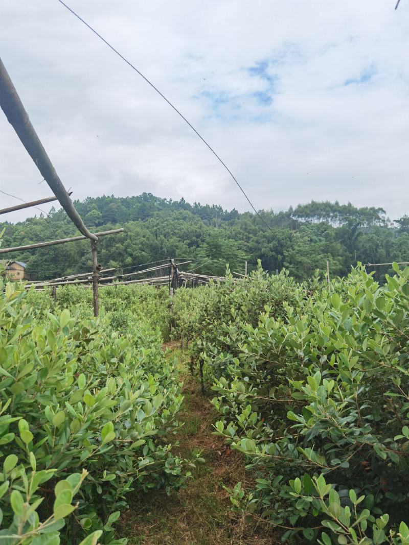 三公分桃金娘苗