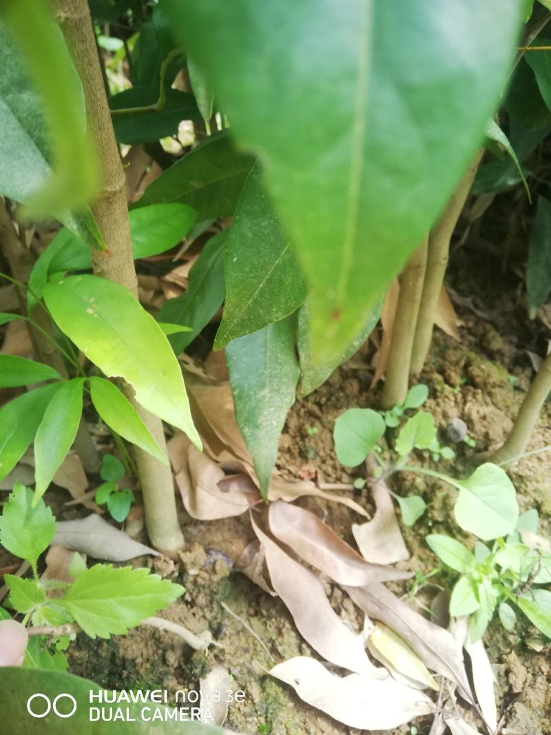 妃子笑果苗
