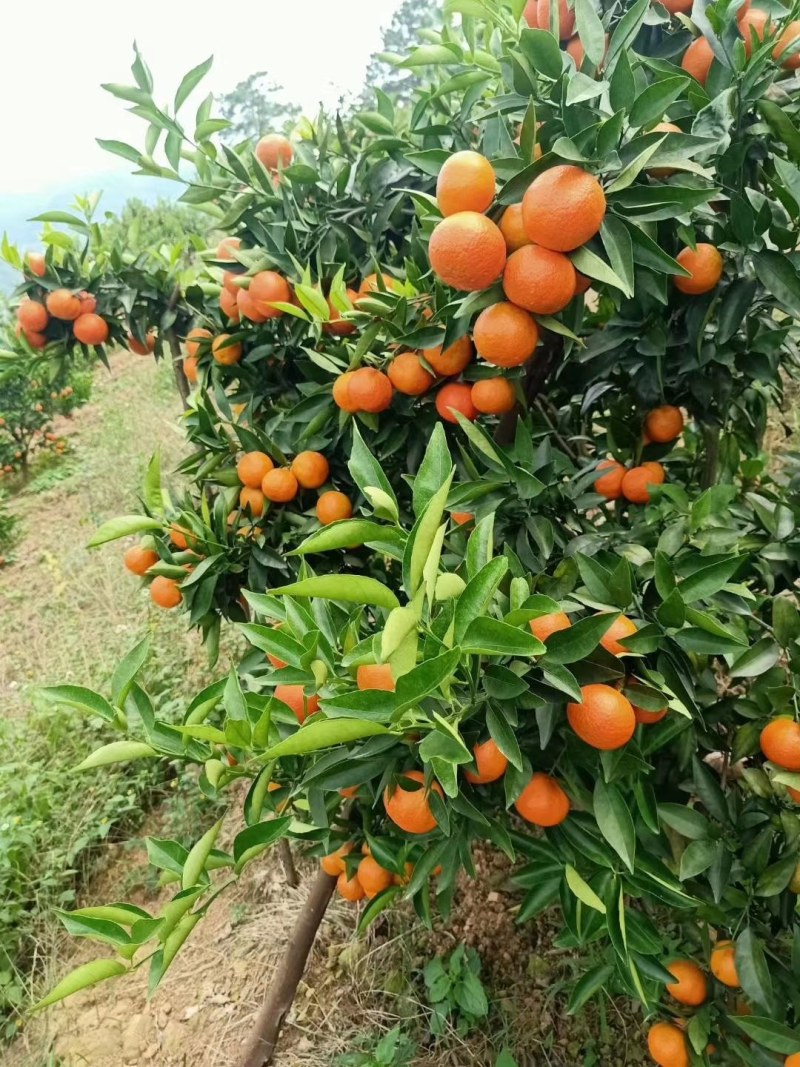 广西桂林东方红桔，味道甜蜜，色度喜庆红，属于桔中上品