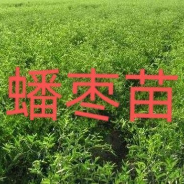 正宗蟠枣苗新地育苗，手工拔草。根系发达，品种纯正。