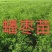 正宗蟠枣苗新地育苗，手工拔草。根系发达，品种纯正。