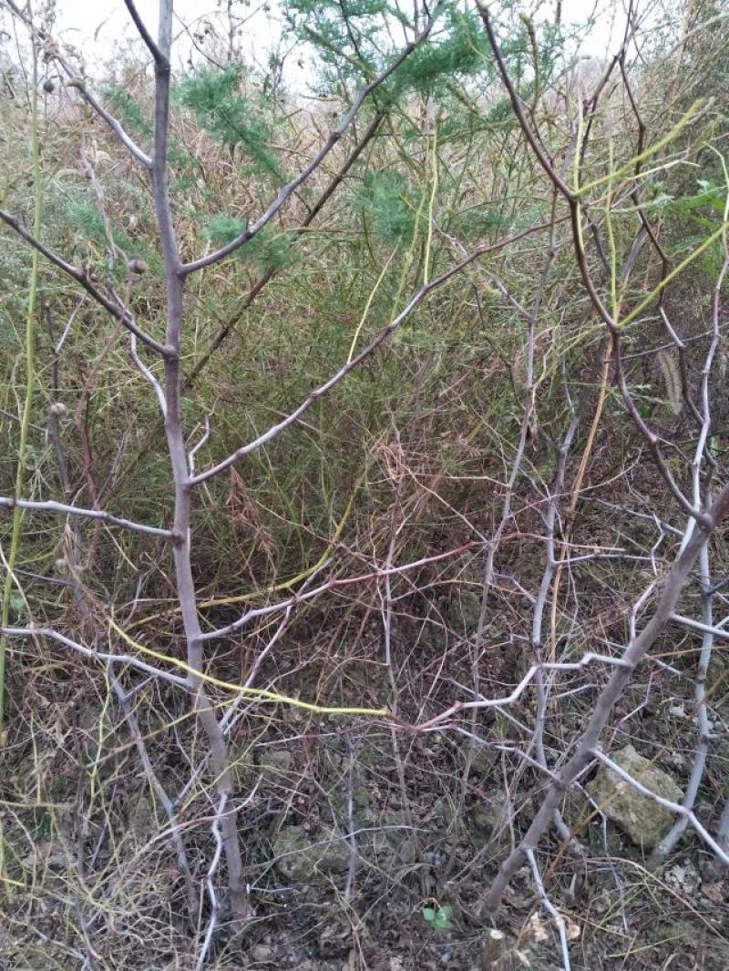 正宗蟠枣苗新地育苗，手工拔草。根系发达，品种纯正。