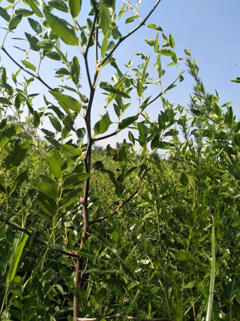 正宗蟠枣苗新地育苗，手工拔草。根系发达，品种纯正。