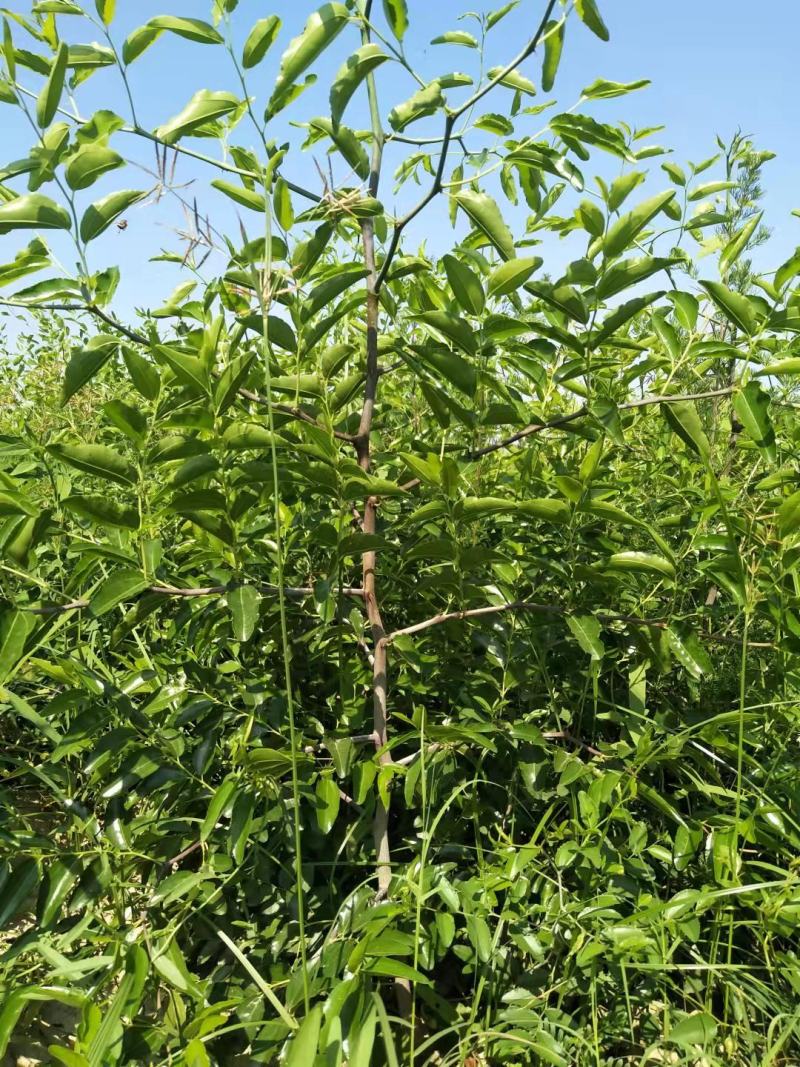 正宗蟠枣苗新地育苗，手工拔草。根系发达，品种纯正。