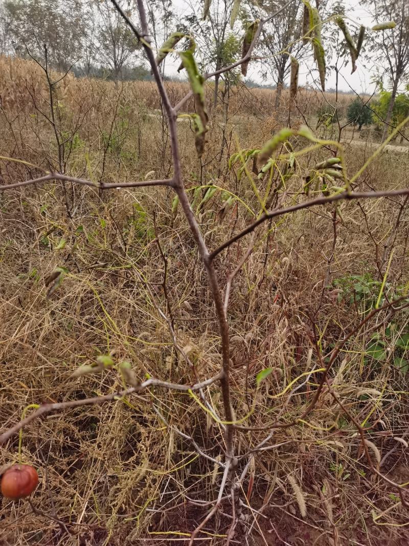 正宗蟠枣苗新地育苗，手工拔草。根系发达，品种纯正。