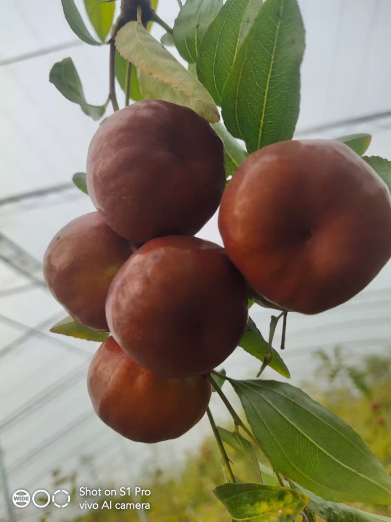 正宗蟠枣苗新地育苗，手工拔草。根系发达，品种纯正。