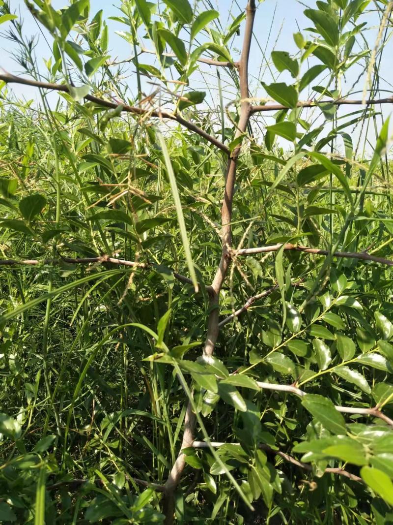 正宗蟠枣苗新地育苗，手工拔草。根系发达，品种纯正。