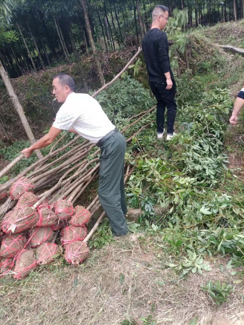 金丝楠木米径12公分，浙江楠木，大量上市，产地直发