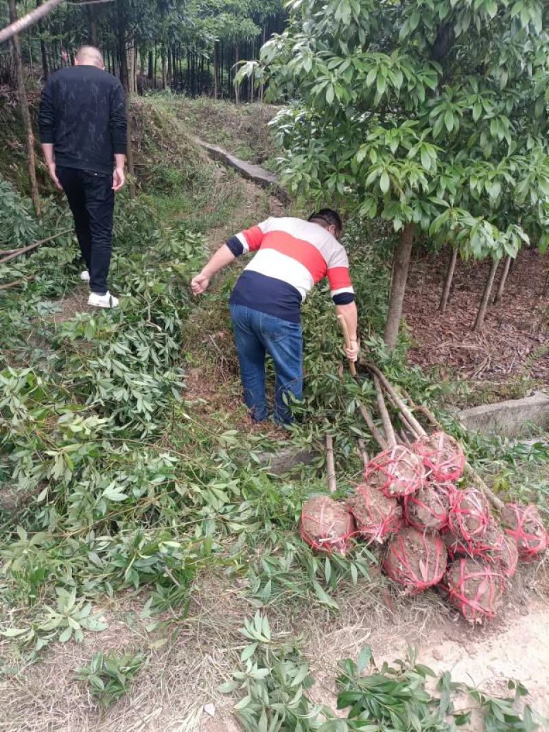 金丝楠木米径12公分，浙江楠木，大量上市，产地直发