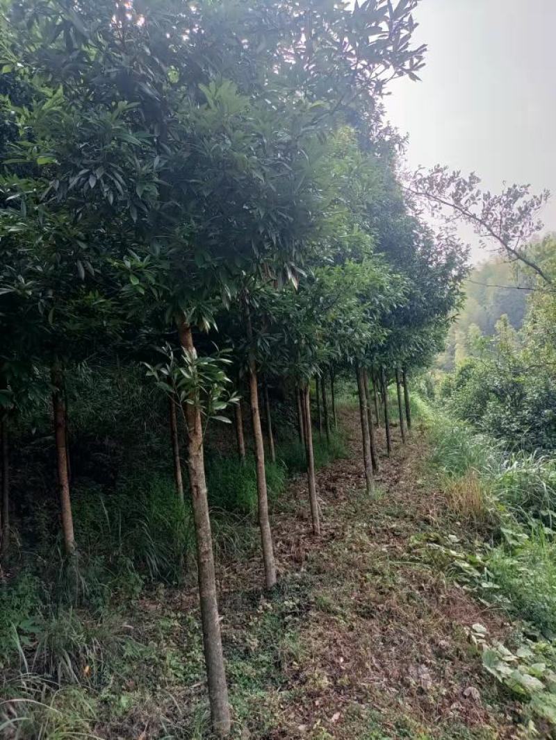 金丝楠木米径12公分，浙江楠木，大量上市，产地直发
