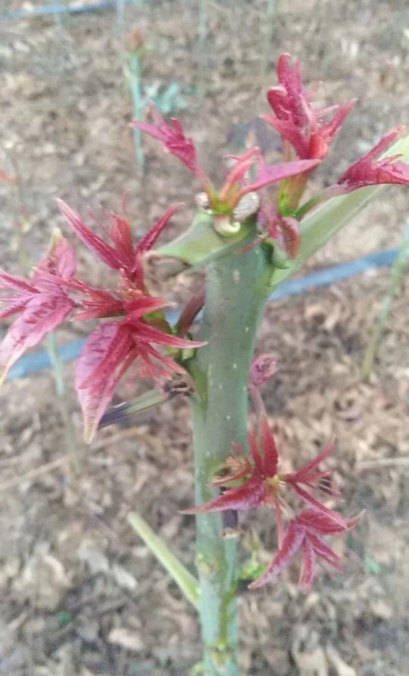 红油香椿苗四季红油香椿苗大量上市，产地直销量大优惠。