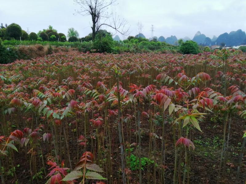 红油香椿苗四季红油香椿苗大量上市，产地直销量大优惠。