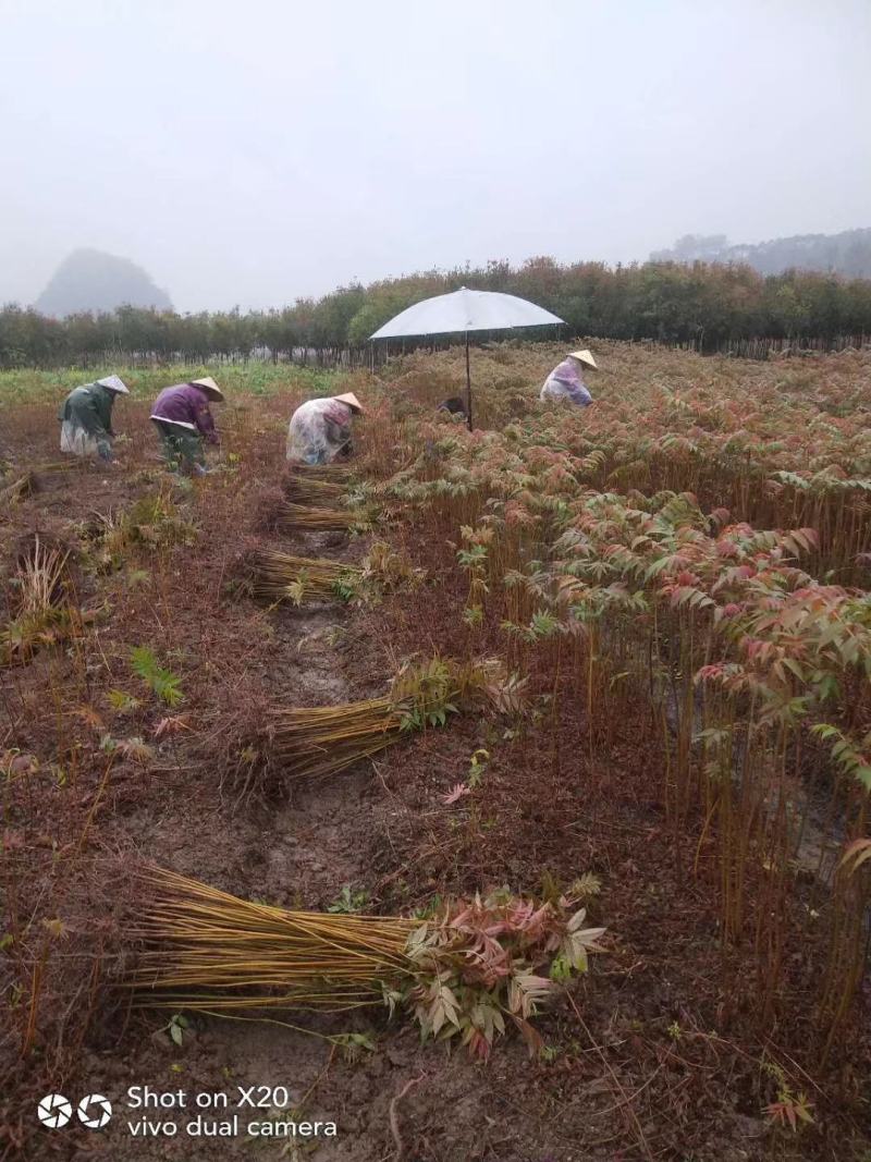 红油香椿苗四季红油香椿苗大量上市，产地直销量大优惠。