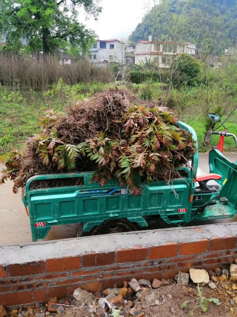 红油香椿苗四季红油香椿苗大量上市，产地直销量大优惠。