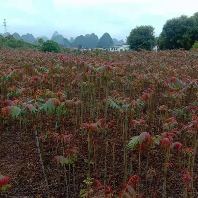 红油香椿苗四季红油香椿苗大量上市，产地直销量大优惠。