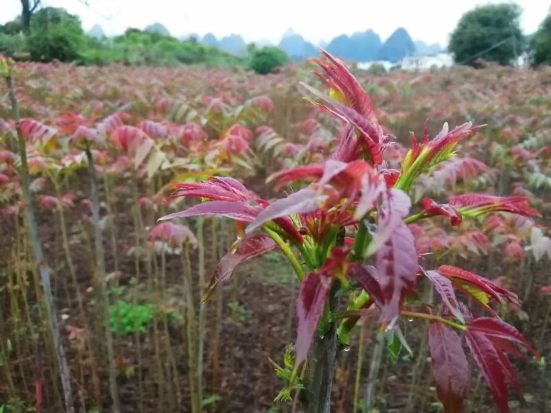 红油香椿苗四季红油香椿苗大量上市，产地直销量大优惠。