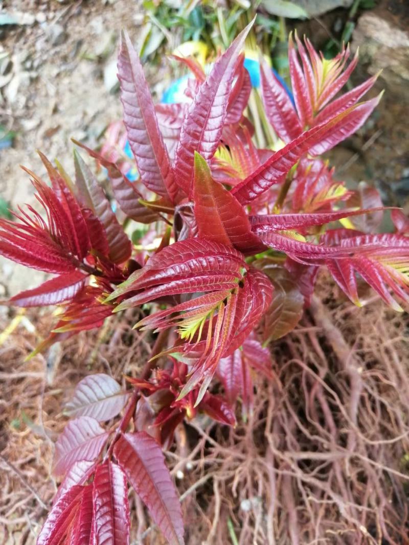 红油香椿苗四季红油香椿苗大量上市，产地直销量大优惠。