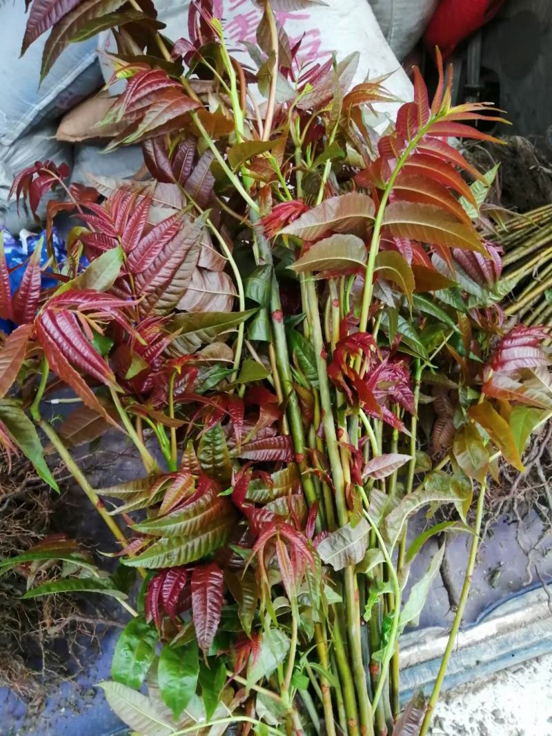 红油香椿苗四季红油香椿苗大量上市，产地直销量大优惠。