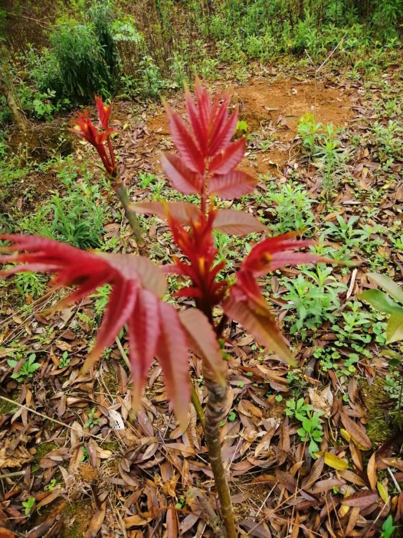 红油香椿苗四季红油香椿苗大量上市，产地直销量大优惠。